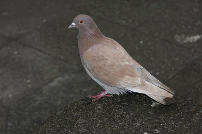 High angle view of pigeon perching