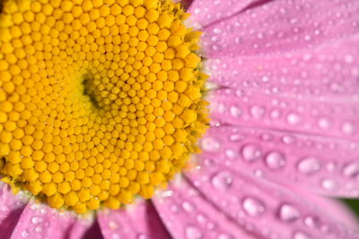 Full frame shot of water drops on pink flower