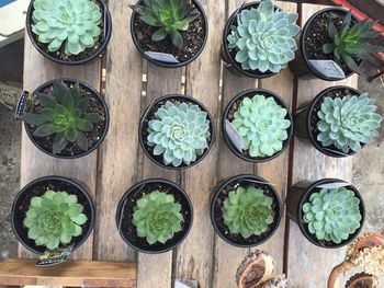 Potted plant on table