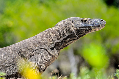 Close-up of lizard