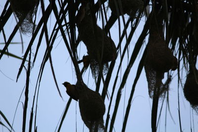 Low angle view of bird perching on branch