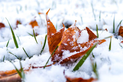 Close-up of snow covered leaves on land