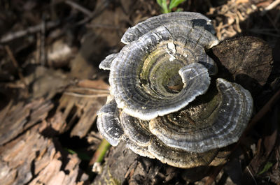 Close-up of shell on rock