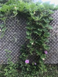 High angle view of potted plants in yard