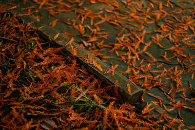 High angle view of lizard on field during autumn