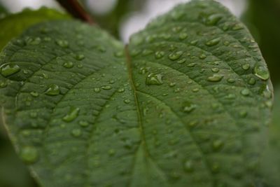Close-up of raindrops on leaves