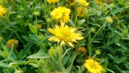 Close-up of yellow flower blooming in field