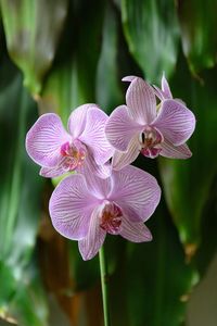 Close-up of pink flowers