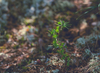 Close-up of plant