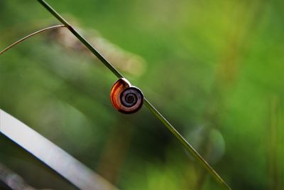 Close-up of snail on plant