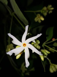 Close-up of white flowering plant