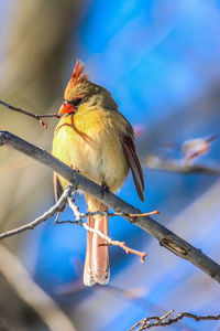 Low angle view of female northern cardinal perching on branch