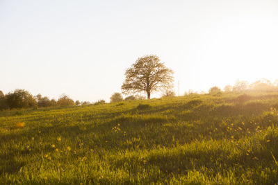 Trees on field against clear sky