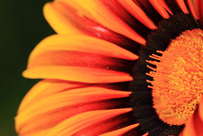 Close-up of yellow flower