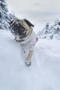 Dog pug dressed with a woollen pullover runs in the winter forest