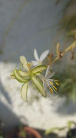 Close-up of yellow flowers