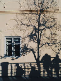 Shadow of tree on building