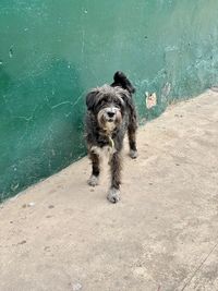 High angle portrait of dog on shore