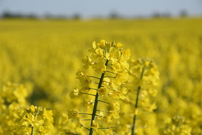 Close-up of fresh yellow flower field