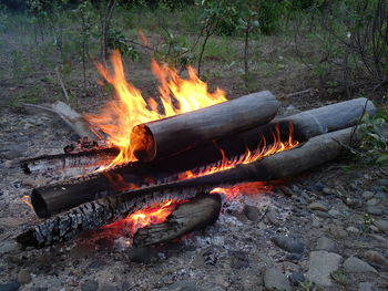 Bonfire on log