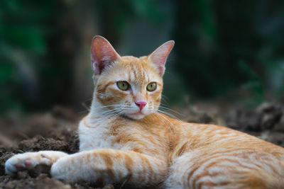 Close-up portrait of a cat