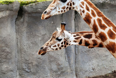 Giraffe in zoo