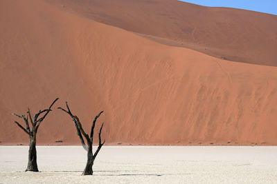 Bare tree on sand dune in desert