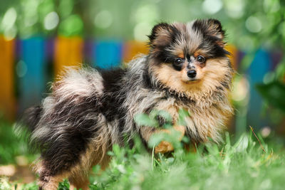 Pomeranian spitz puppy in garden. cute pomeranian dog on walk. puppy, funny spitz pom dog