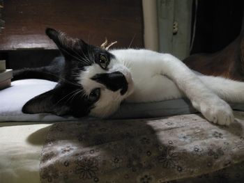 Close-up portrait of a cat