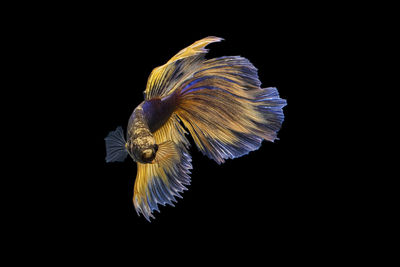 Close-up of jellyfish against black background