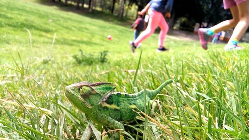 Close-up of chameleon on grass in park