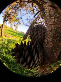 Low angle view of tree against sky