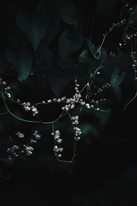 Close-up of plant against black background