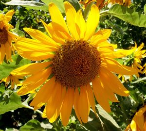 Close-up of sunflower blooming outdoors