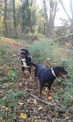 Dog in forest