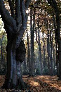 View of trees in the forest