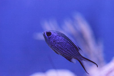 Close-up of fish swimming in sea