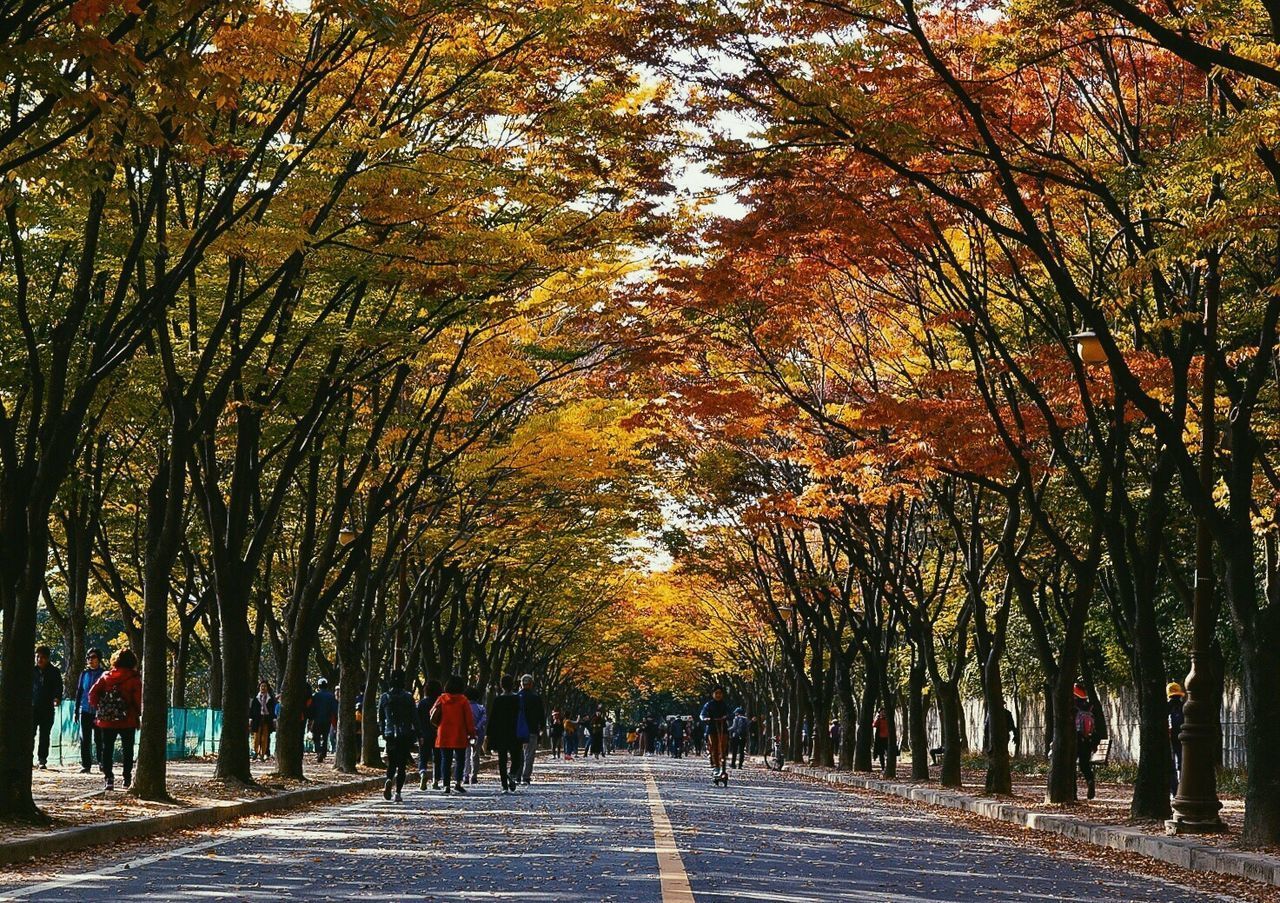 ROAD AMIDST TREES DURING AUTUMN