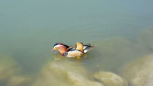 Bird swimming in lake