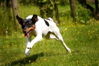 Ratonero bodeguero andaluz running on grassy field