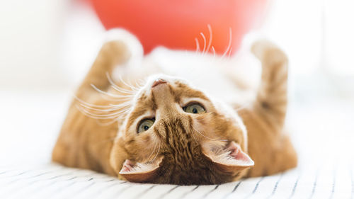 Close-up of a cat lying down