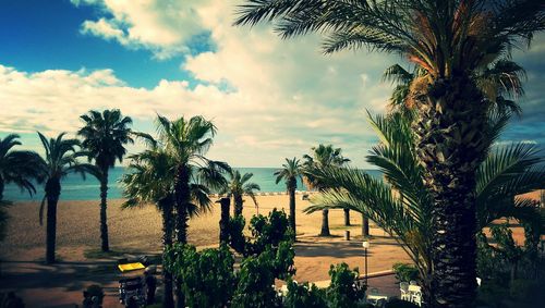 Palm trees against cloudy sky