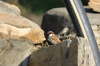 Close-up of bird perching on rock