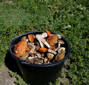 High angle view of mushrooms on field