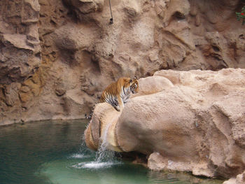 Horse on rock by water