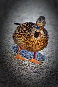 Close-up of bird