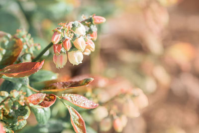 Close-up of flowering plant