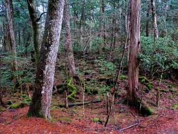 Trees in forest