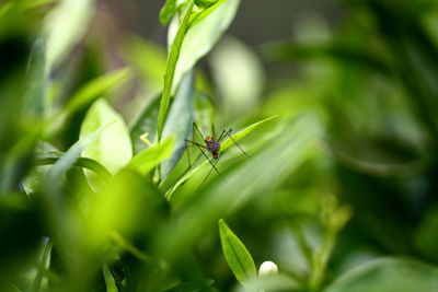 Close-up of insect on leaf