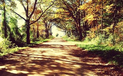 Road amidst trees in forest